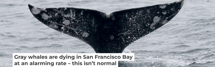 Gray whales have unique markings, making it possible to track each one in the bay. Jane Tyska/Digital First Media/East Bay Times via Getty Images
